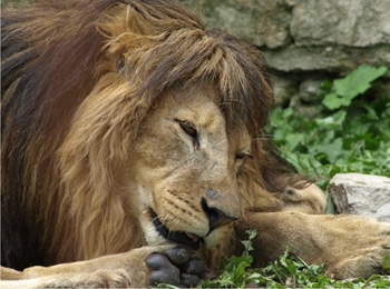 Zoo Dvorec u Borovan nedaleko penzionu Třeboň Říše