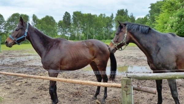 Jízda na koni v Třeboni