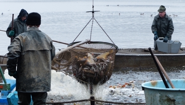 Největší kapr na světě je v Třeboni